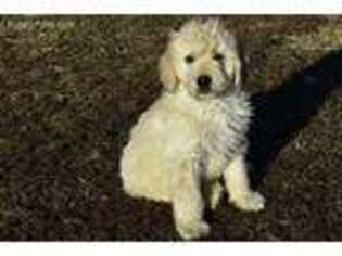 Goldendoodle Puppy for sale in Browning, MO, USA