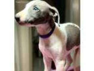 Whippet Puppy for sale in Boiling Springs, SC, USA
