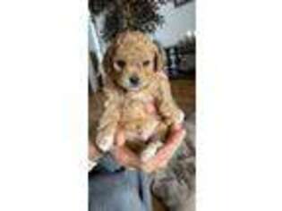 Cavapoo Puppy for sale in Cameron, NC, USA