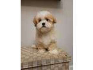 Shih-Poo Puppy for sale in Boca Raton, FL, USA