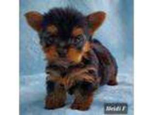 Yorkshire Terrier Puppy for sale in Headland, AL, USA