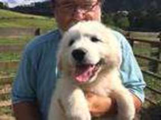 Great Pyrenees Puppy for sale in Elk Creek, VA, USA