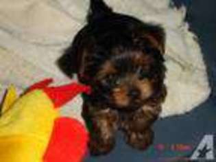 Yorkshire Terrier Puppy for sale in DIXON, MO, USA