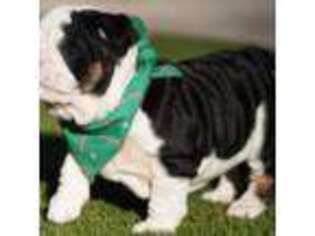 Bulldog Puppy for sale in Summerville, SC, USA