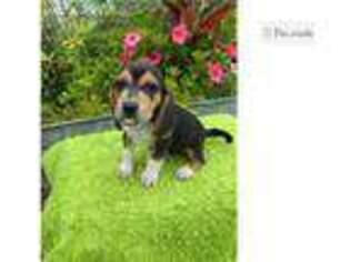 Beagle Puppy for sale in Chattanooga, TN, USA
