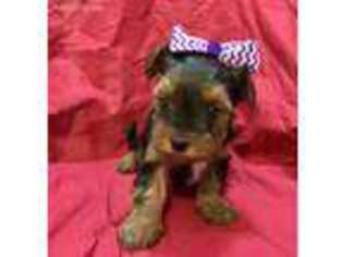 Yorkshire Terrier Puppy for sale in Lompoc, CA, USA
