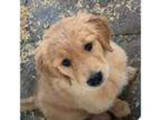 Golden Retriever Puppy for sale in East Wakefield, NH, USA
