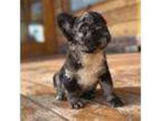 French Bulldog Puppy for sale in Aubrey, TX, USA