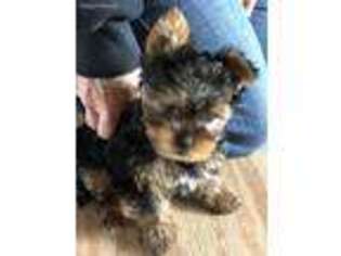 Yorkshire Terrier Puppy for sale in Bangs, TX, USA