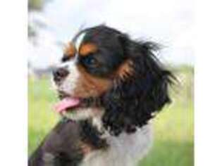 Cavalier King Charles Spaniel Puppy for sale in Shipshewana, IN, USA