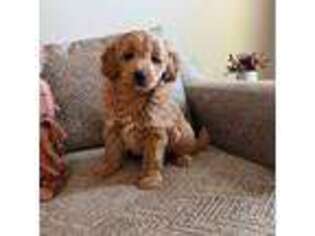 Goldendoodle Puppy for sale in New Waverly, TX, USA