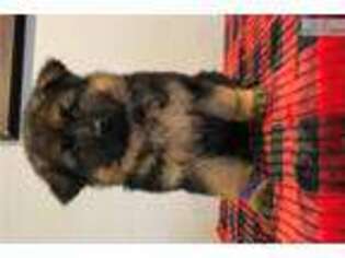 German Shepherd Dog Puppy for sale in Kansas City, MO, USA