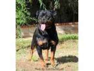 Rottweiler Puppy for sale in Moreno Valley, CA, USA