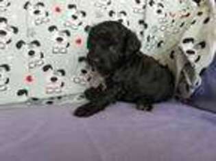 Mutt Puppy for sale in Hodgenville, KY, USA