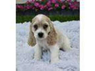 Cocker Spaniel Puppy for sale in Dundee, OH, USA