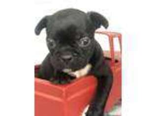 French Bulldog Puppy for sale in Campobello, SC, USA
