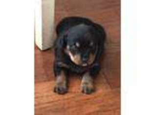 Rottweiler Puppy for sale in Salisbury, MD, USA
