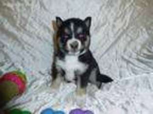 Alaskan Klee Kai Puppy for sale in Greene, IA, USA