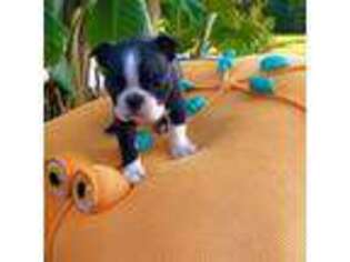 Boston Terrier Puppy for sale in Sumrall, MS, USA