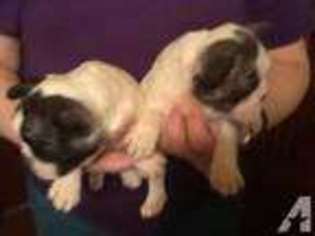 French Bulldog Puppy for sale in PIKETON, OH, USA