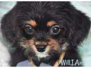 Cavapoo Puppy for sale in Provo, UT, USA