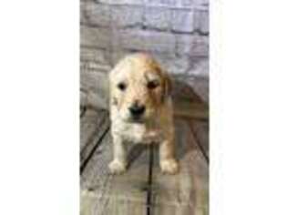 Goldendoodle Puppy for sale in Graham, NC, USA
