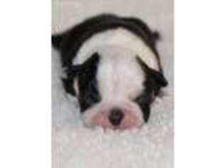 Boston Terrier Puppy for sale in Omega, OK, USA