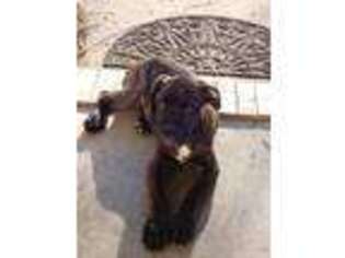 Cane Corso Puppy for sale in Walkertown, NC, USA