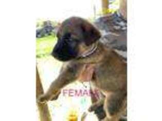 German Shepherd Dog Puppy for sale in Linneus, MO, USA