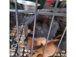 Rottweiler Puppy for sale in Freeport, TX, USA