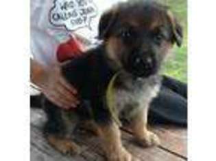 German Shepherd Dog Puppy for sale in Springdale, AR, USA
