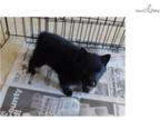 Schipperke Puppy for sale in Dubuque, IA, USA