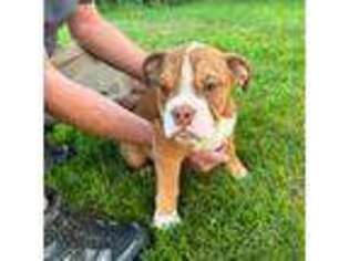 Bulldog Puppy for sale in Louisville, CO, USA