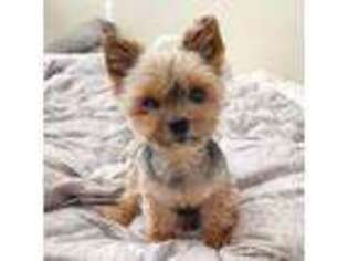 Yorkshire Terrier Puppy for sale in Long Beach, CA, USA