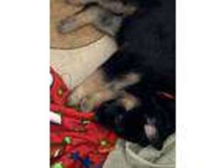 German Shepherd Dog Puppy for sale in Shelbyville, IN, USA