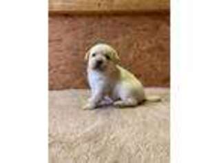 Labrador Retriever Puppy for sale in Burlington, NC, USA