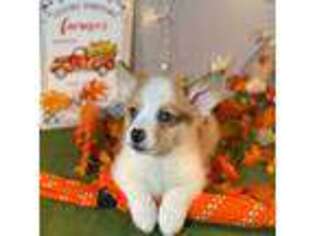 Cardigan Welsh Corgi Puppy for sale in Salem, IN, USA