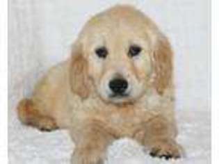 Golden Retriever Puppy for sale in Koshkonong, MO, USA
