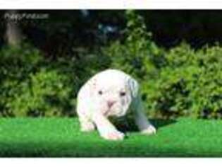 Bulldog Puppy for sale in Saint Thomas, PA, USA