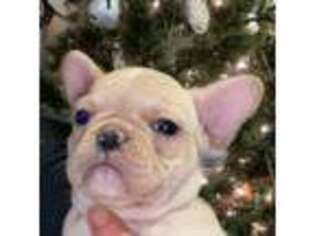 French Bulldog Puppy for sale in Eagle Rock, VA, USA