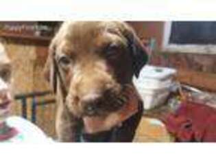 Labrador Retriever Puppy for sale in Brandon, SD, USA