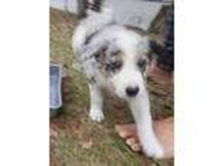 Border Collie Puppy for sale in Interlachen, FL, USA