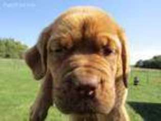 Mastiff Puppy for sale in South Bend, IN, USA