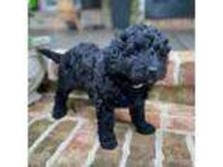 Labradoodle Puppy for sale in Piedmont, SC, USA