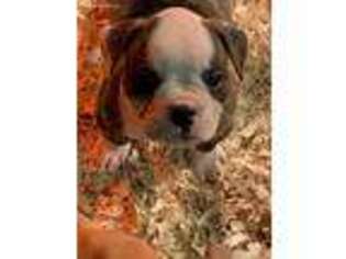 American Bulldog Puppy for sale in West Islip, NY, USA