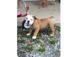 Olde English Bulldogge Puppy for sale in Lawrenceburg, TN, USA