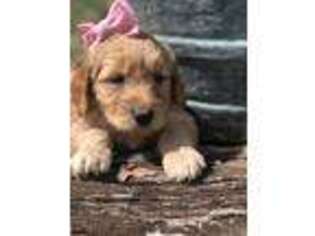 Goldendoodle Puppy for sale in Rockfield, KY, USA