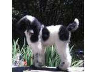 Mutt Puppy for sale in CRESTLINE, CA, USA