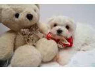 Maltese Puppy for sale in Rowland Heights, CA, USA
