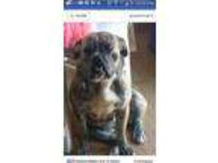 Valley Bulldog Puppy for sale in Jackson, MI, USA